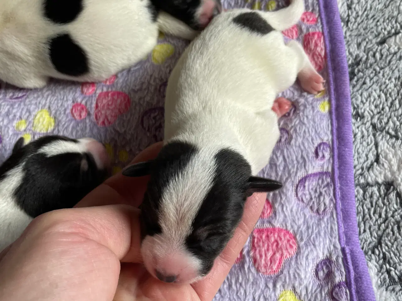 Billede 4 - Dansksvensk Gårdhunde hvalpe