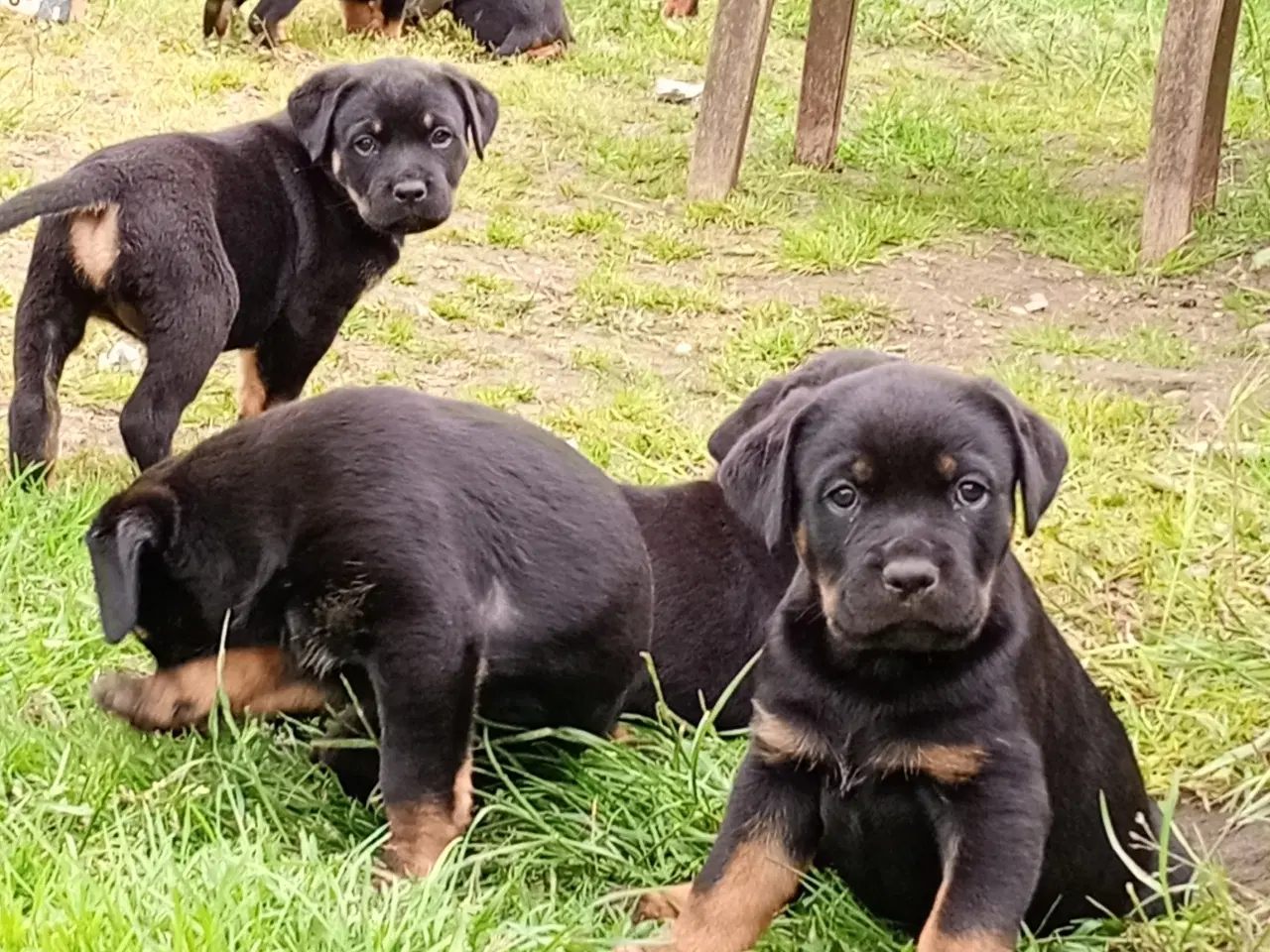 Billede 10 - Rottweiler x Cane Corso 12,5% 