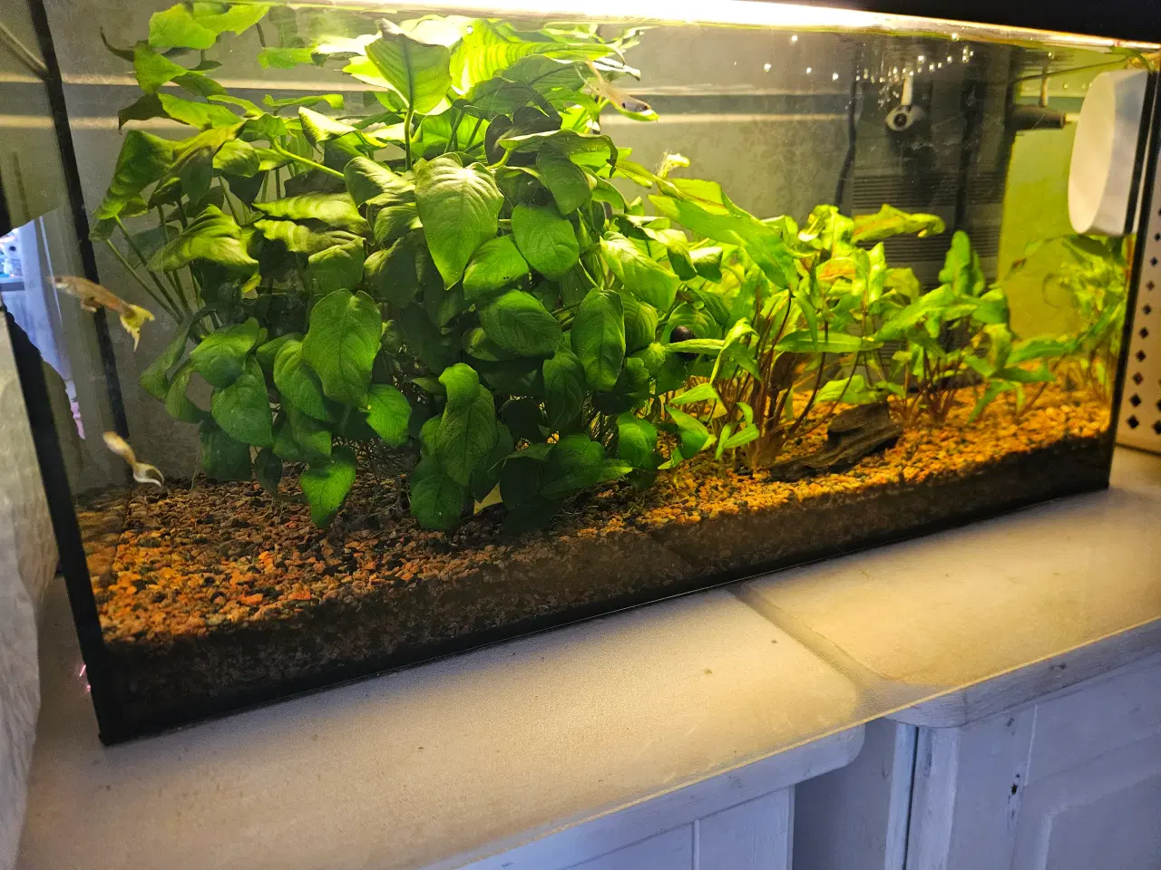 Billede 1 - Akvarium 54 l