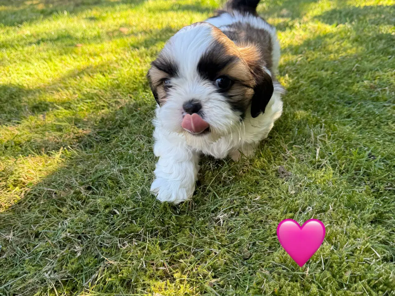 Billede 7 - Shih Tzu hundehvalpe søger nyt hjem (2 stk.)