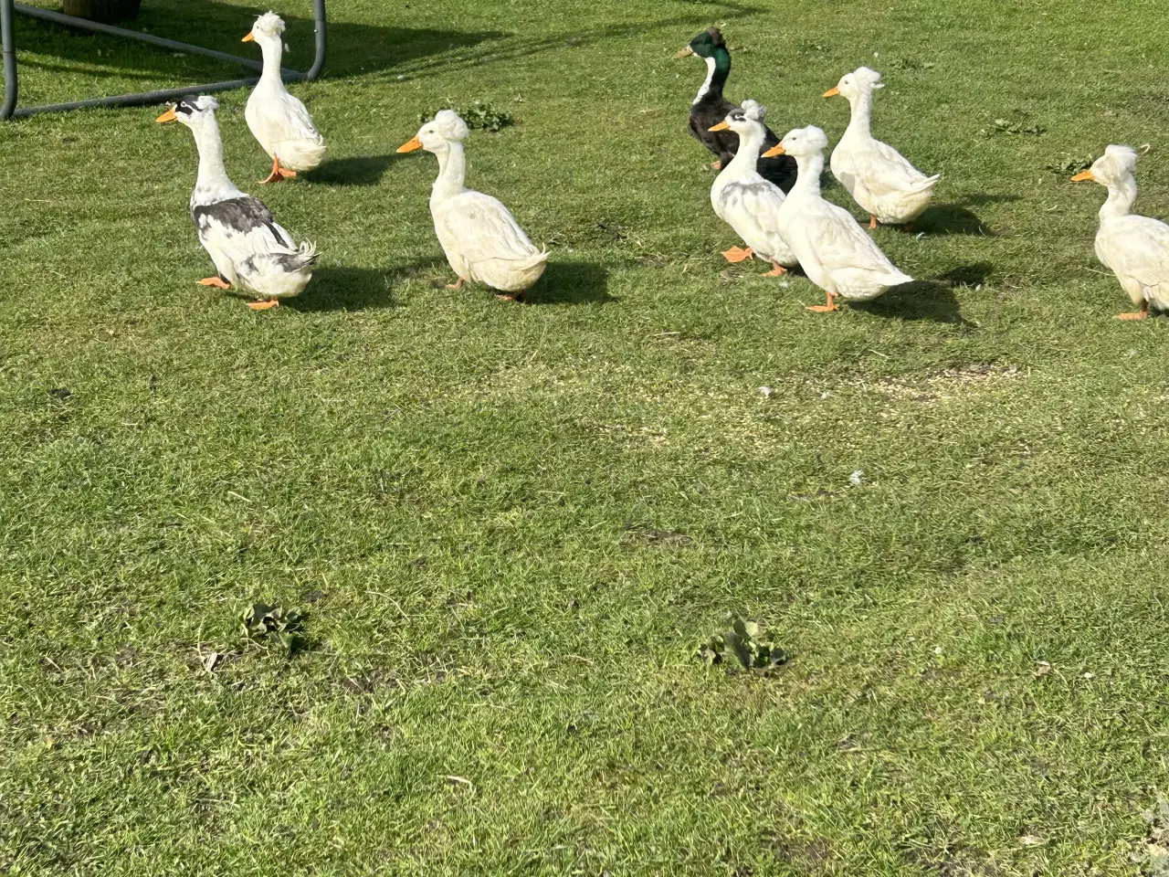 Billede 3 - Rugeæg fra løbeænder, kejserænder og blandings