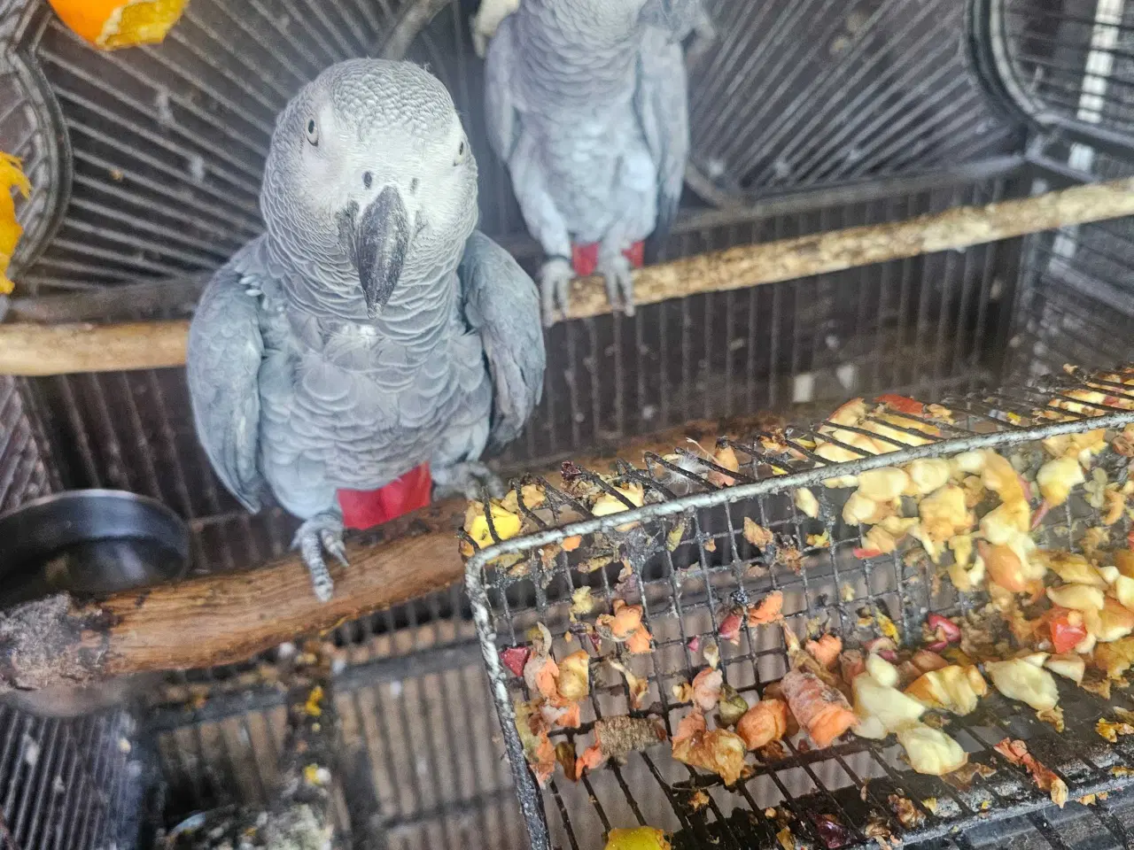 Billede 2 - Rødhalede grå jacoer (avlspar)