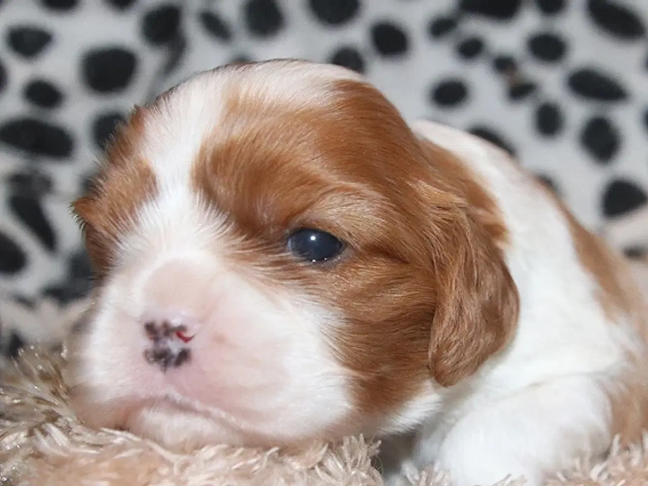 Billede 4 - Lækre cavalier drengebørn med stamtavle.