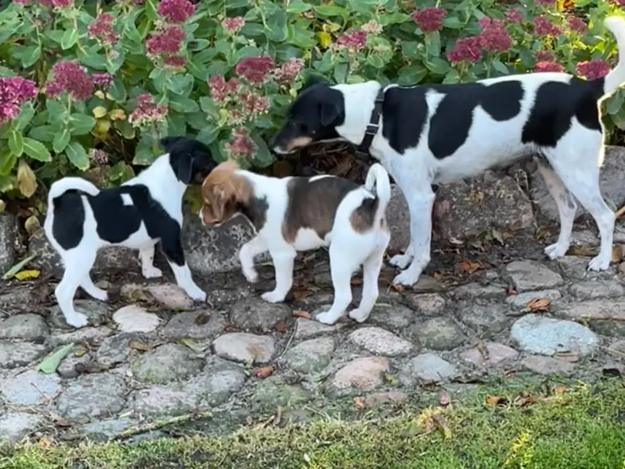 Billede 13 - Dansksvensk Gårdhund hvalpe