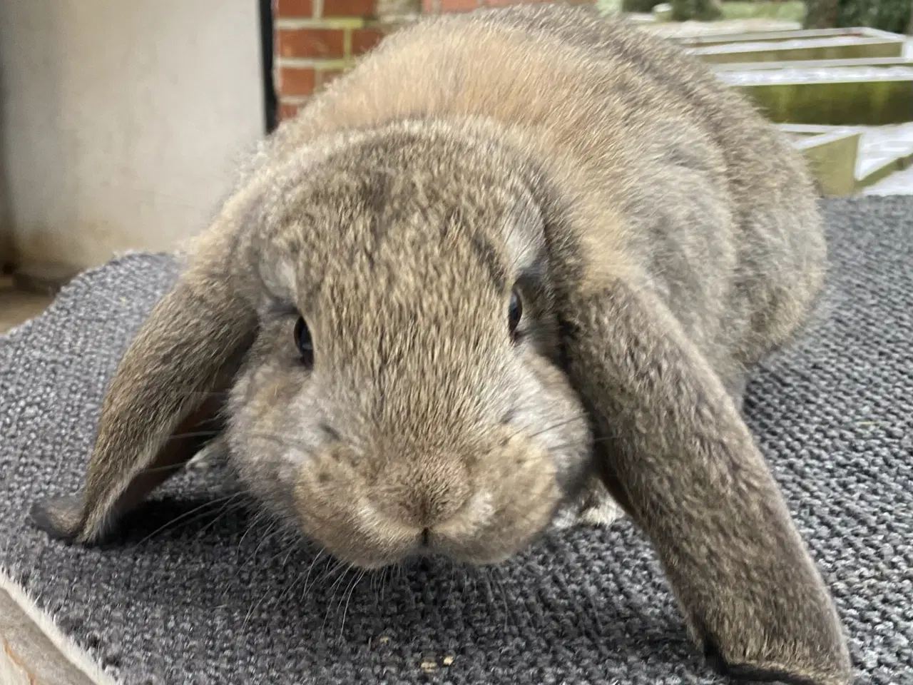 Billede 1 - FRANSK VÆDDER HUN VILDTGRÅ