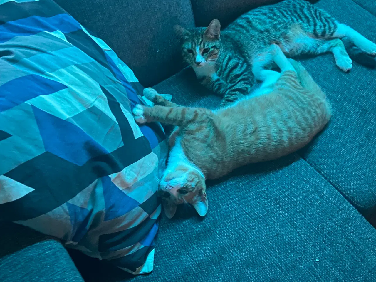 Billede 1 - En han killing og en hun  killing