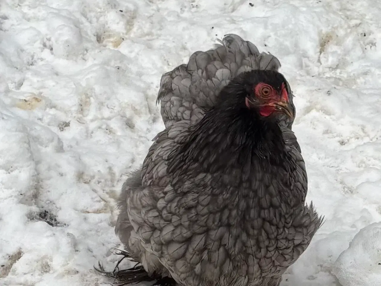 Billede 1 - Dværg Kochin høner