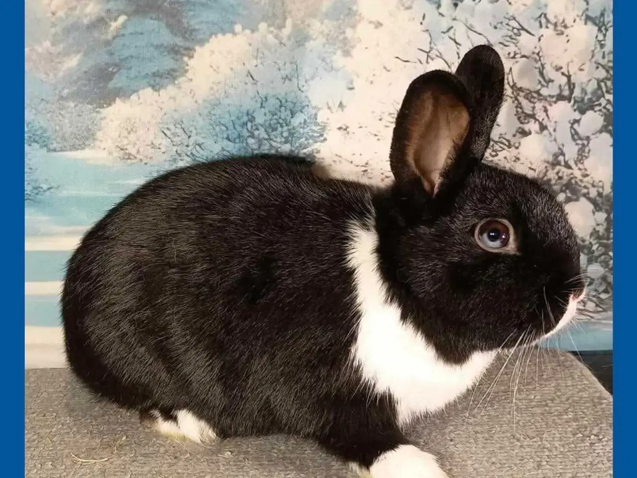 Billede 15 - Kanin, kanin unge