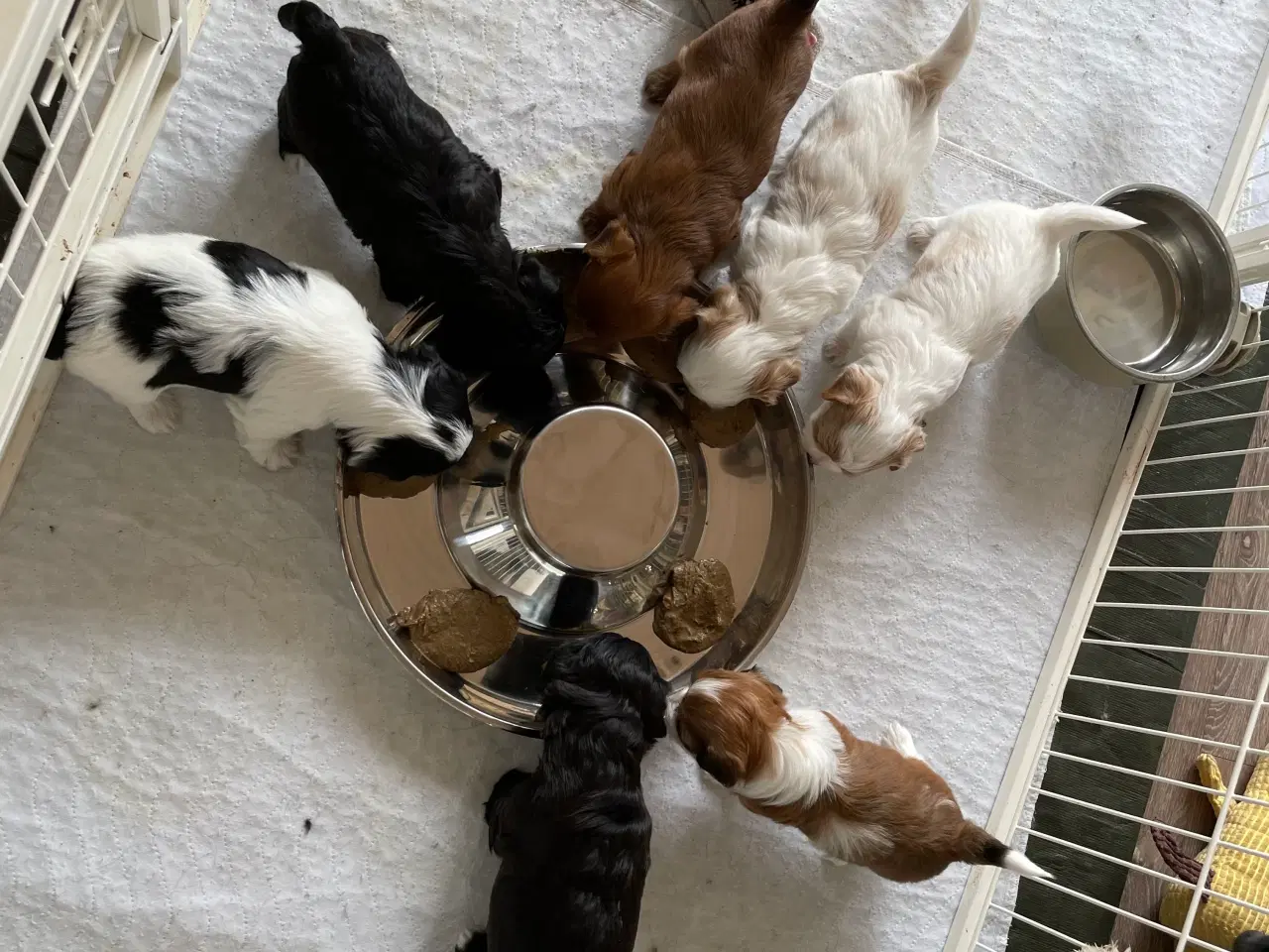 Billede 1 - Bichon Havanais hvalpe