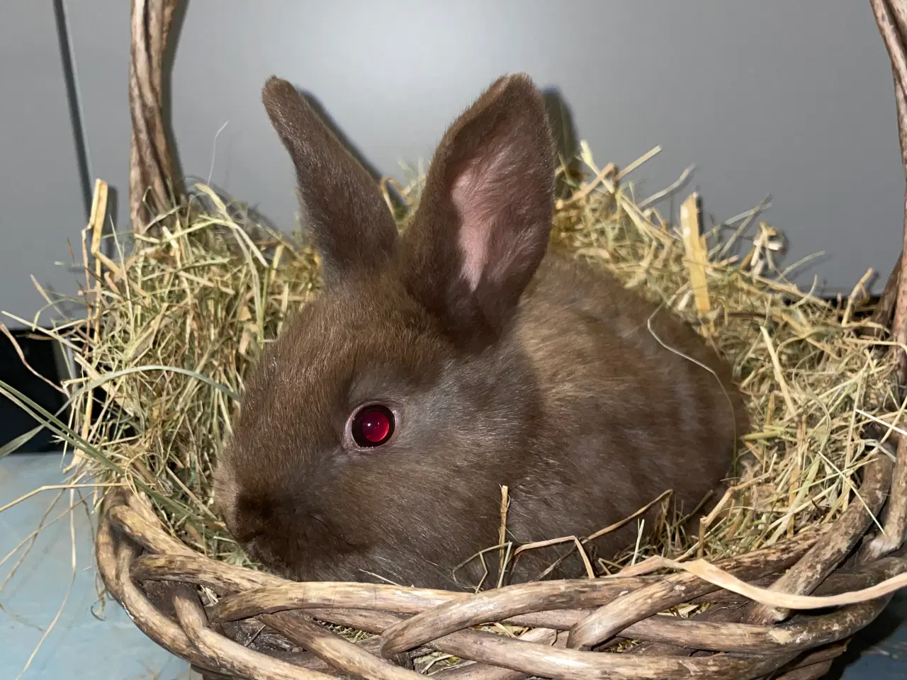 Billede 12 - Kaniner 