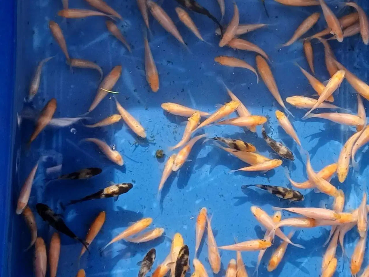 Billede 3 - Koi 50 stk (3-6cm.)