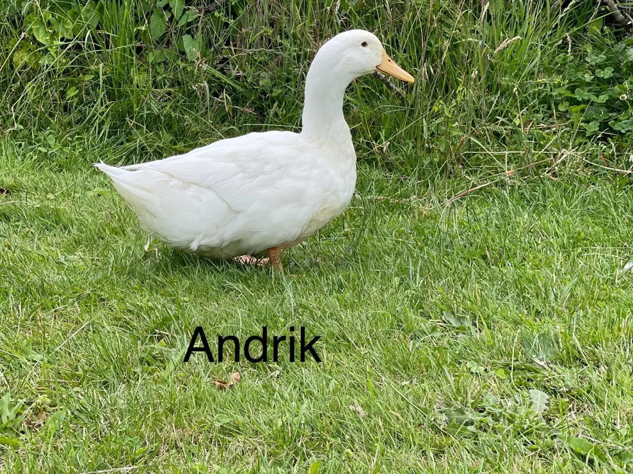 Billede 4 - Danske landænder