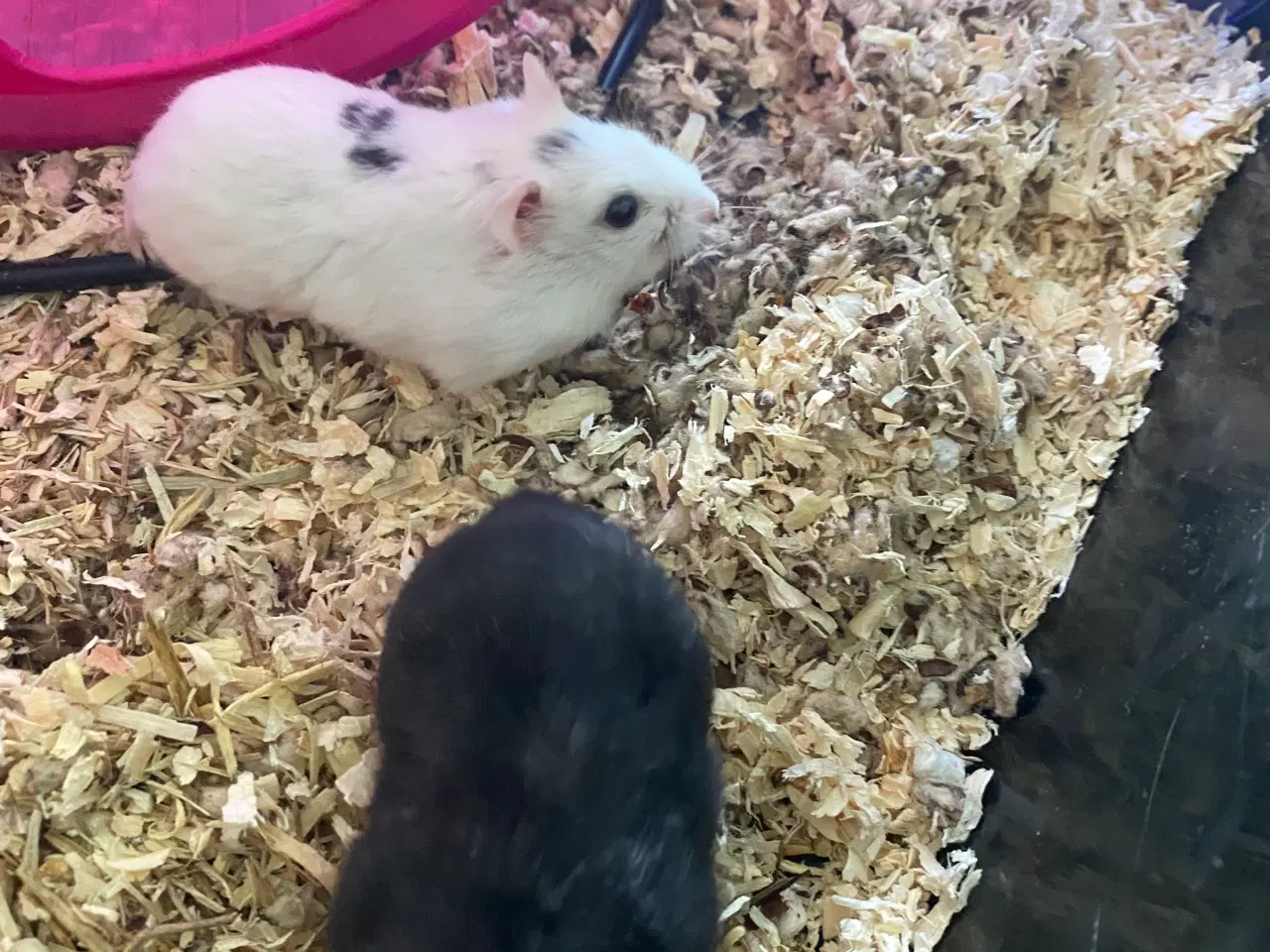 Billede 2 - Dværg hamster 
