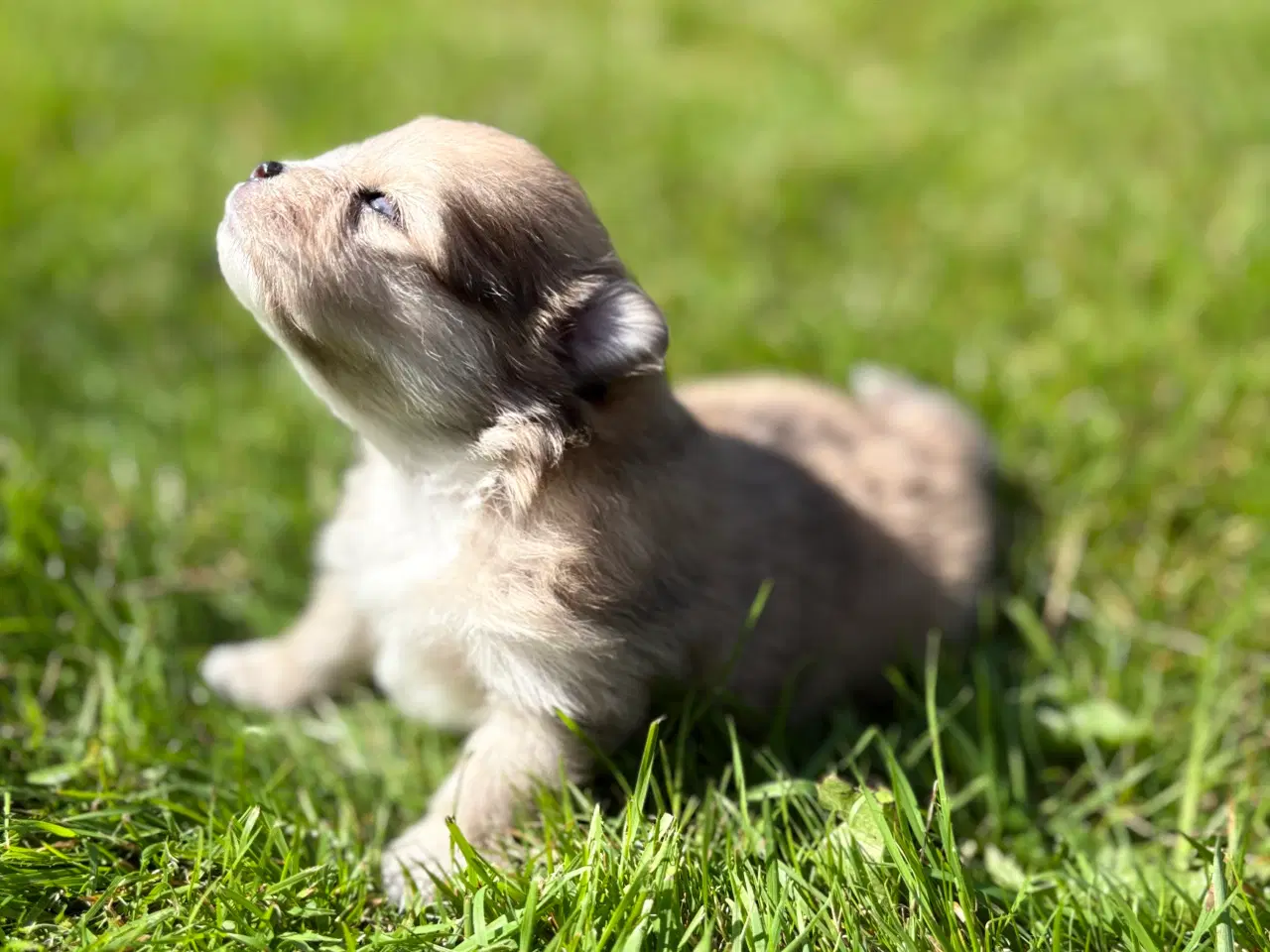 Billede 6 - Pomeranian hvalpe blue Merle 