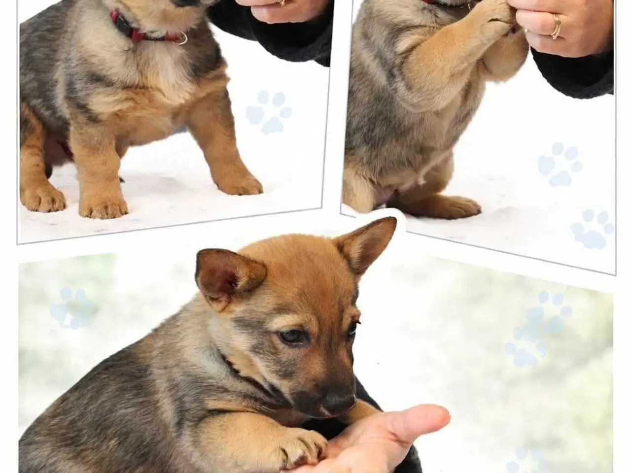 Billede 5 - Västgötaspids, Svensk Vallhund