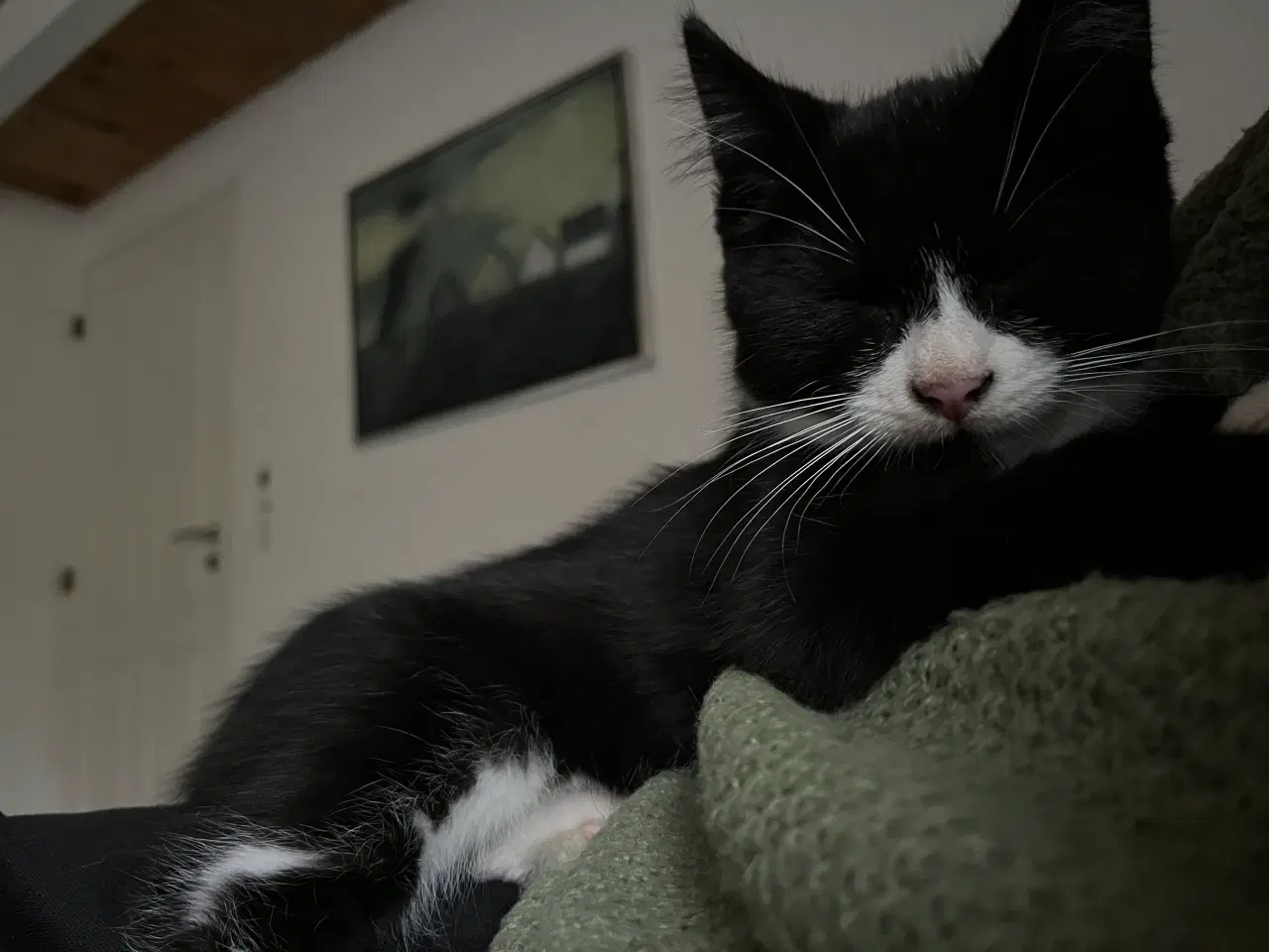 Billede 7 - Han-killing, Maine Coon-blanding 