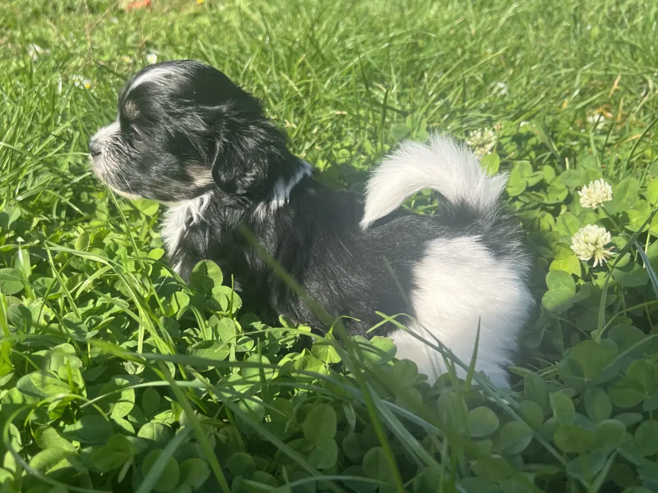 Billede 2 - Allergivenlig Shih Tzu / Bichon Havanais