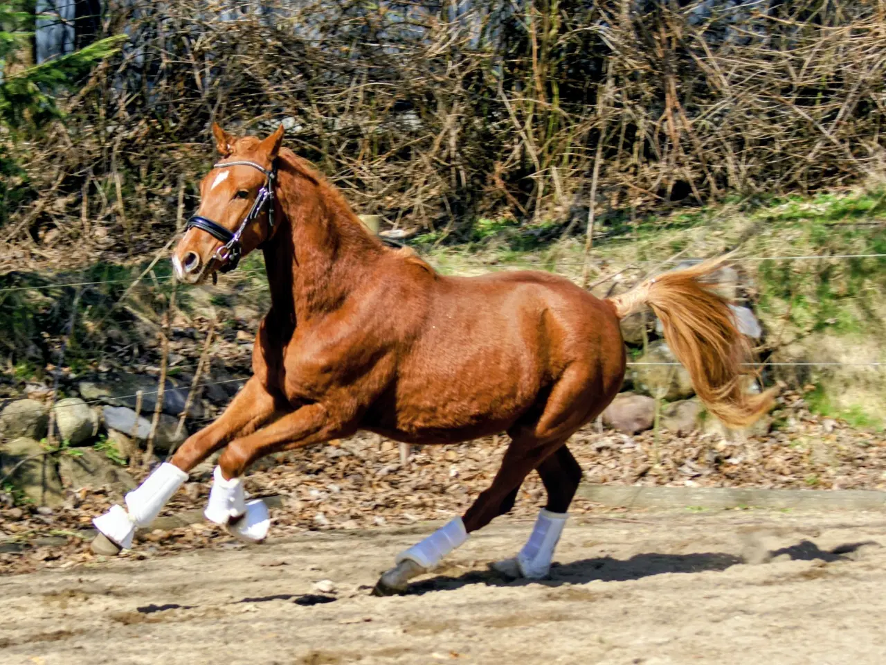 Billede 8 - Dansk Sports pony ( kat 1)