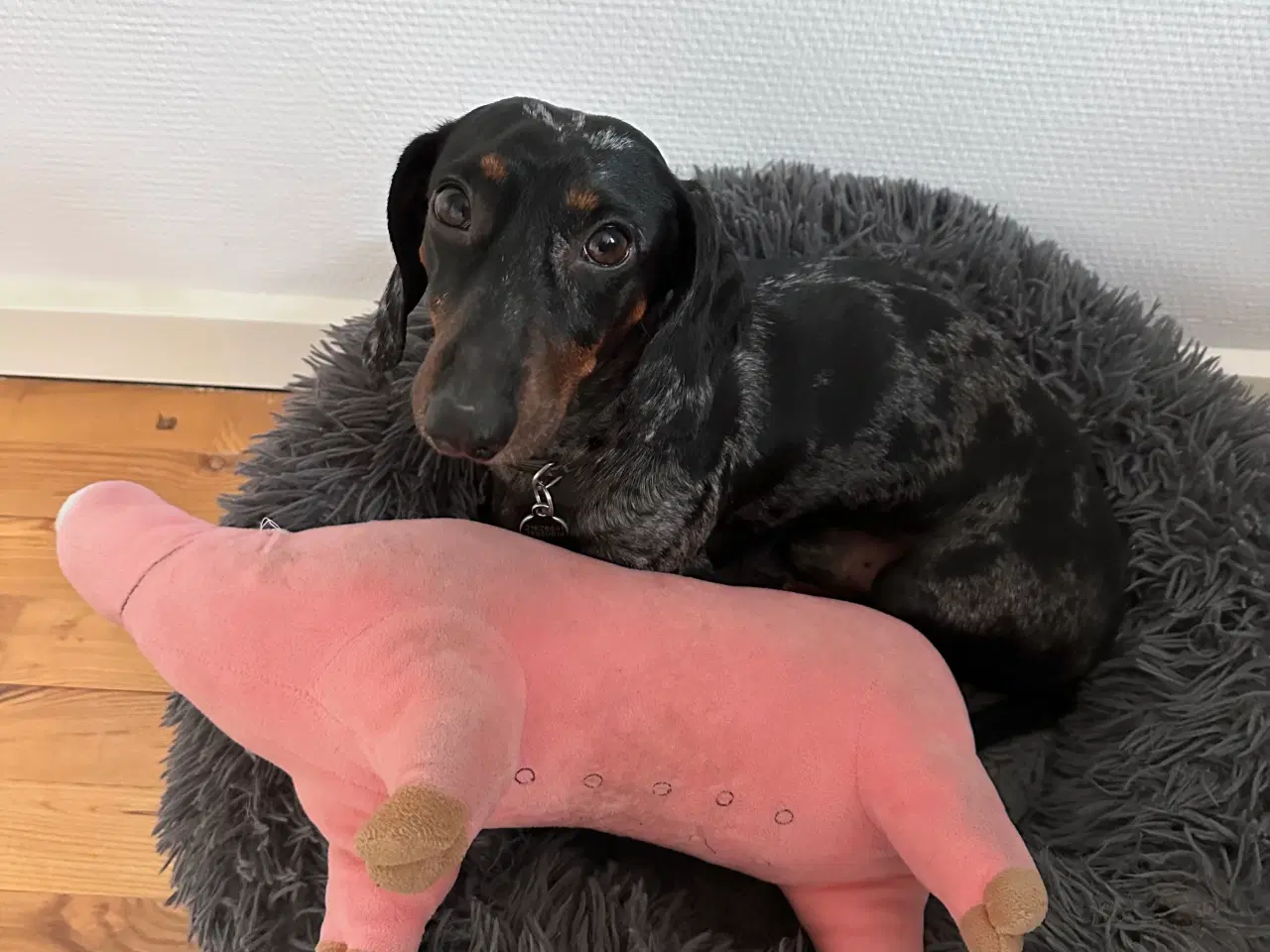 Billede 8 - Korthåret dværg gravhund