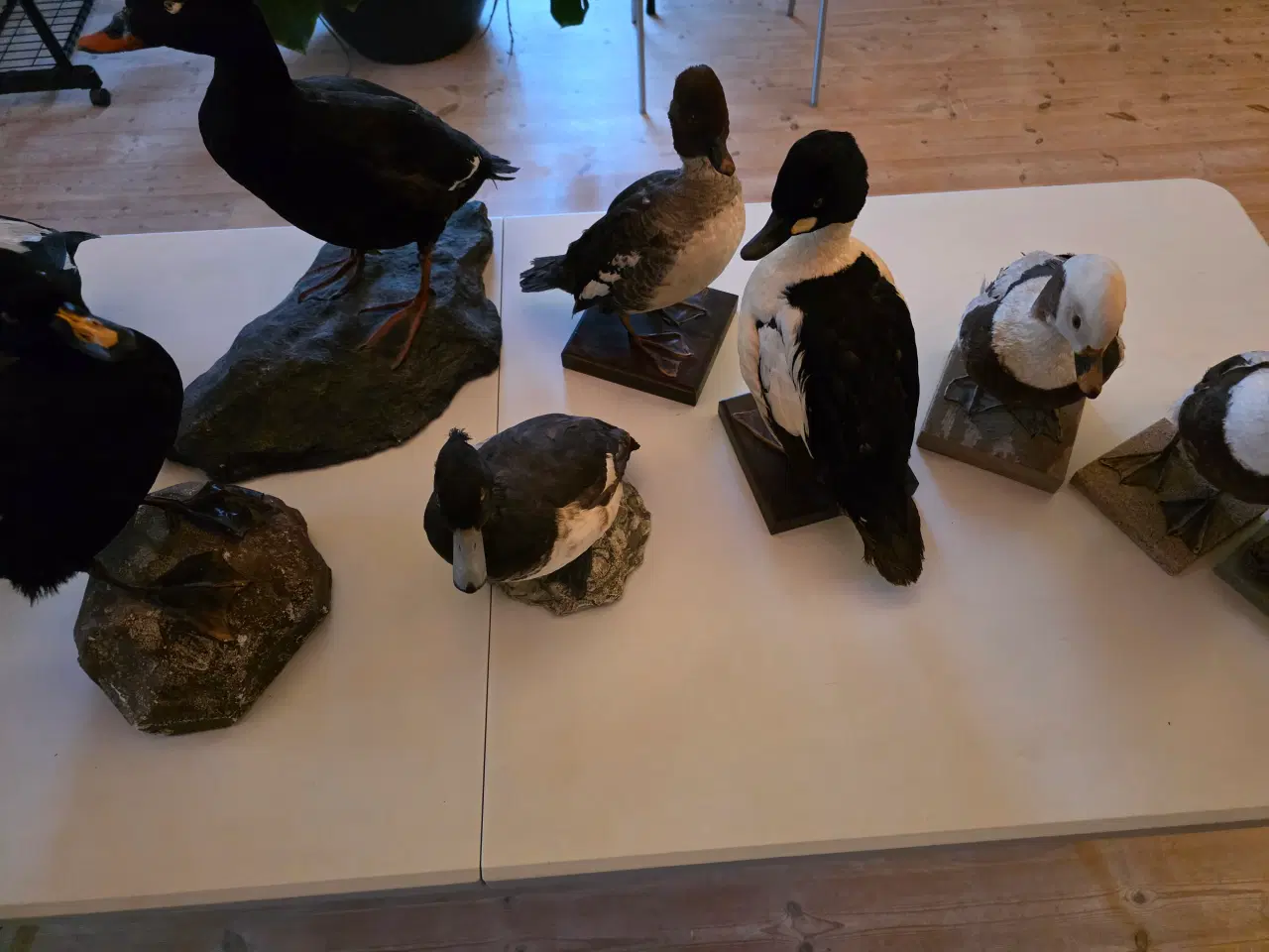 Billede 8 - Dykænder sælges enten samlet eller hver for sig