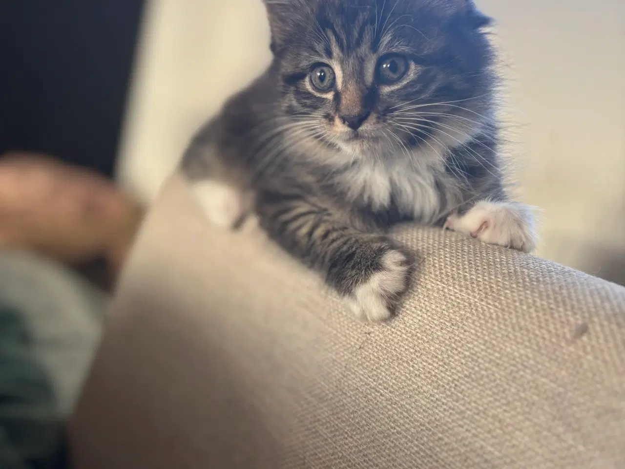 Billede 12 - Smuk kærlig Maine coon pige