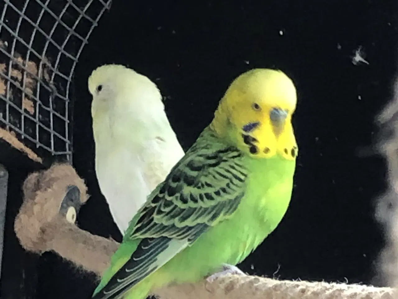 Billede 3 - Han undulat 