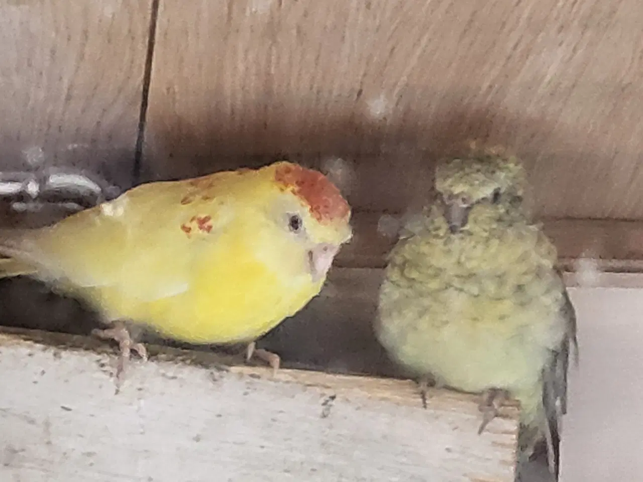 Billede 1 - Parakitter 