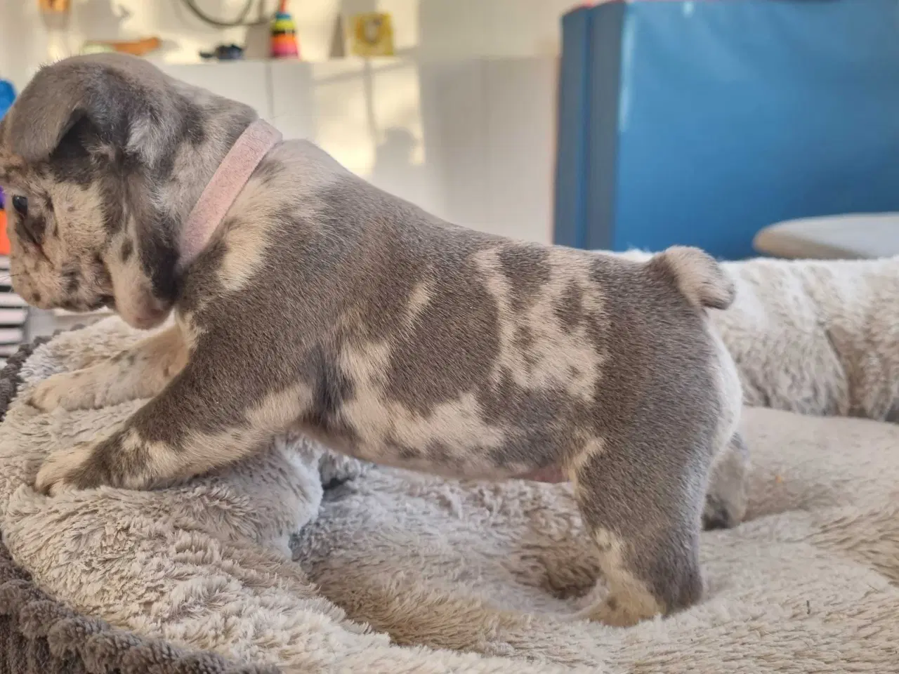 Billede 6 - Fransk bulldog hvalpe