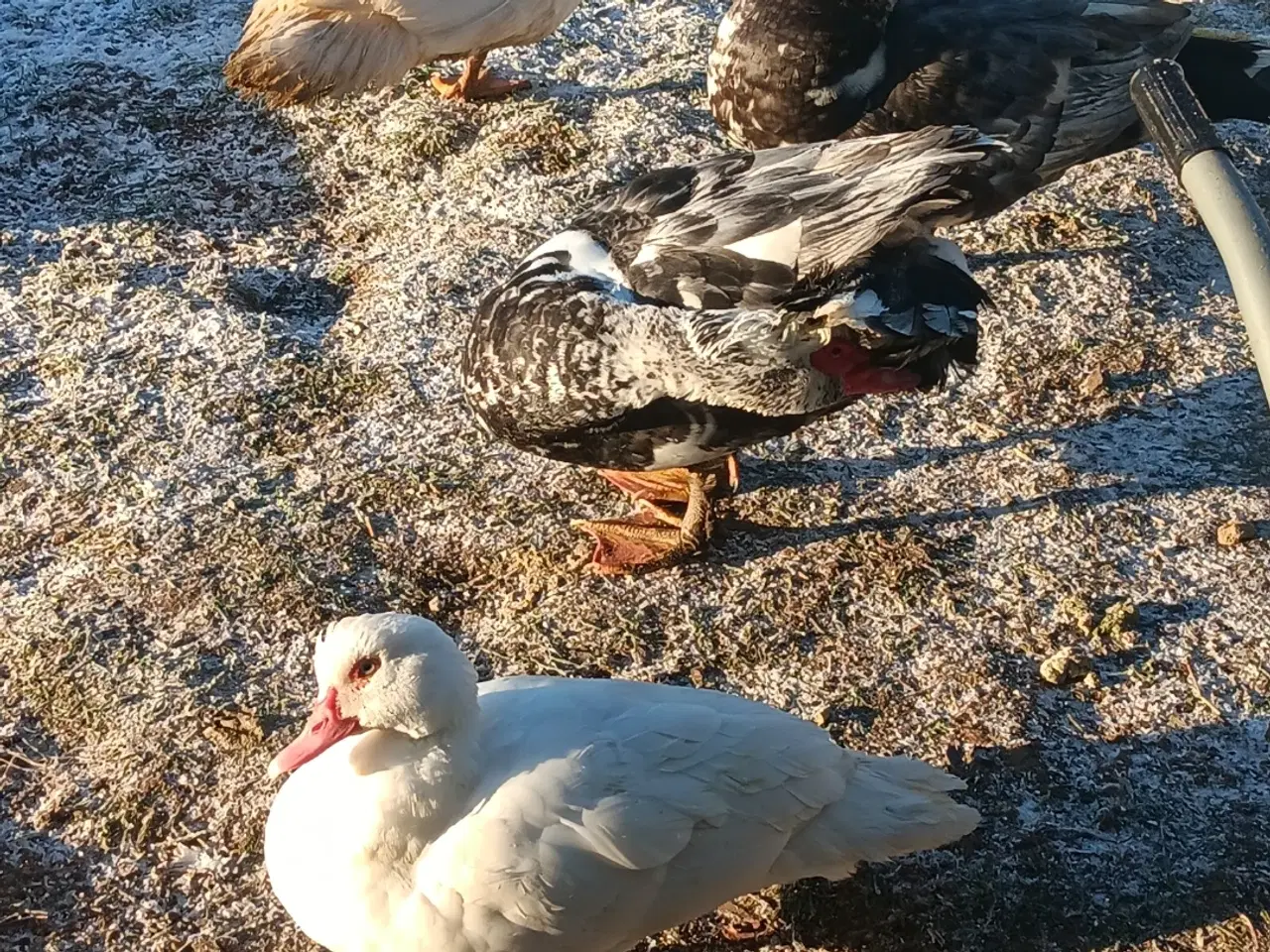Billede 1 - Moskus ænder  og herre søger ny andedam 