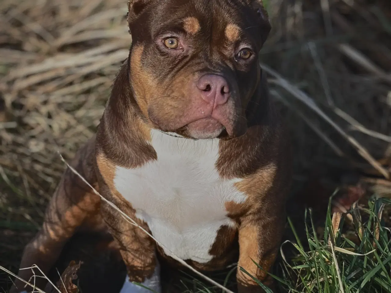 Billede 1 - American Bully