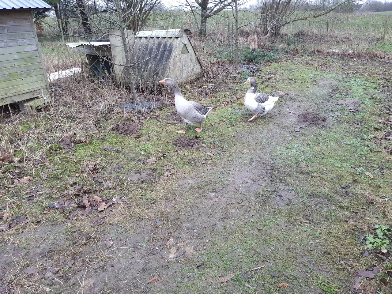 Billede 1 - Gåsepar søger nyt græs