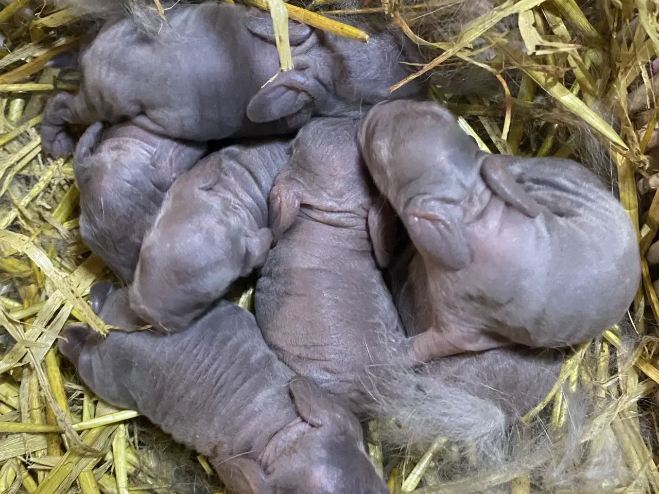 Billede 3 - FRANSK VÆDDER HAN BLÅ