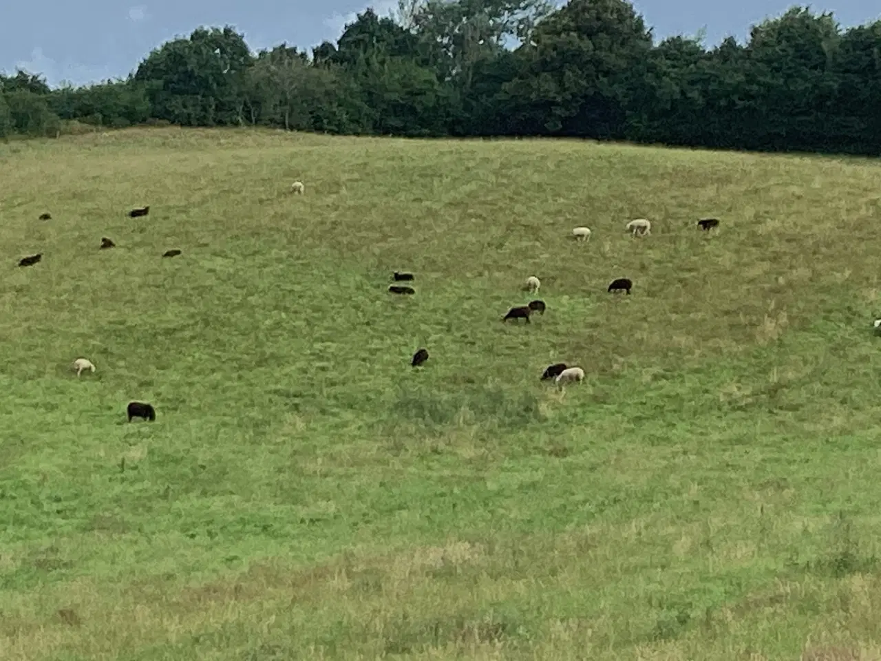 Billede 5 - Krydsningsfår, Zwartbless/Texel, 2 og 3 år. 