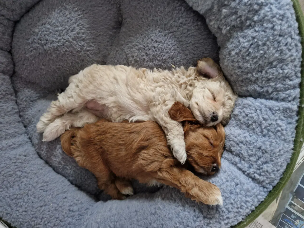 Billede 12 - Havapoo Puddel &Bichon Havanais hvalpe 