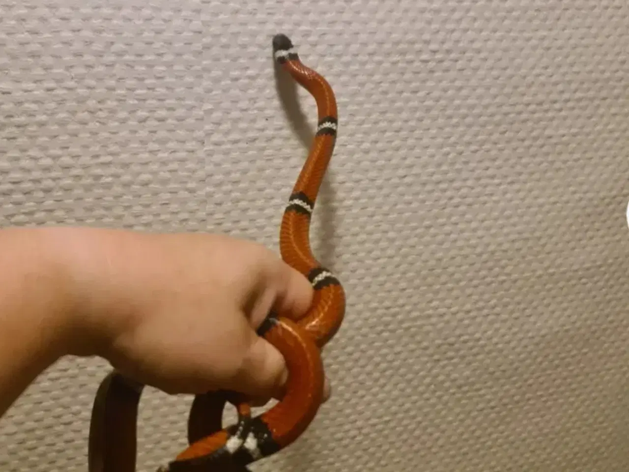 Billede 2 - Sinaloa snog inkl. terrarie