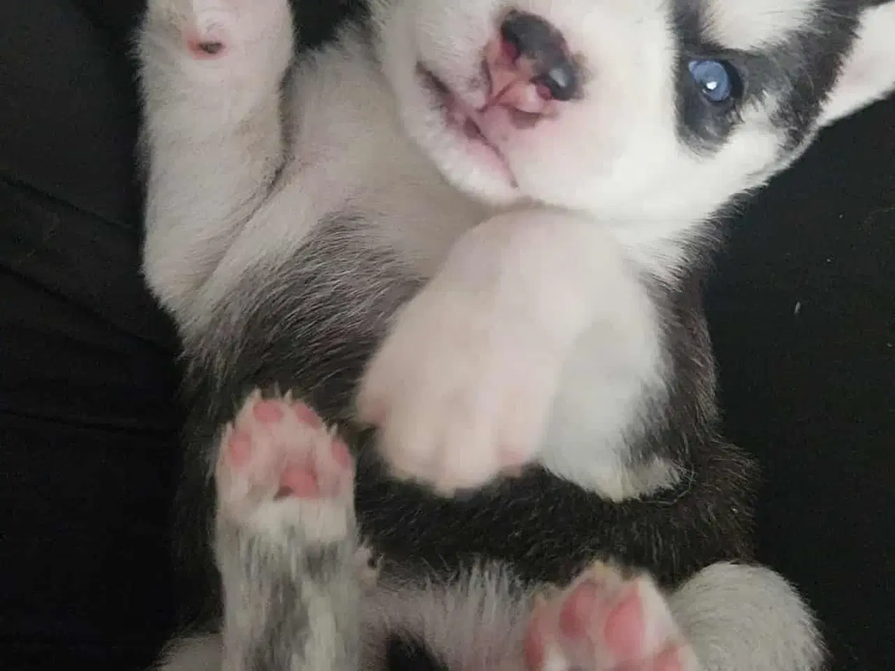 Billede 2 - Siberian Husky hvalper