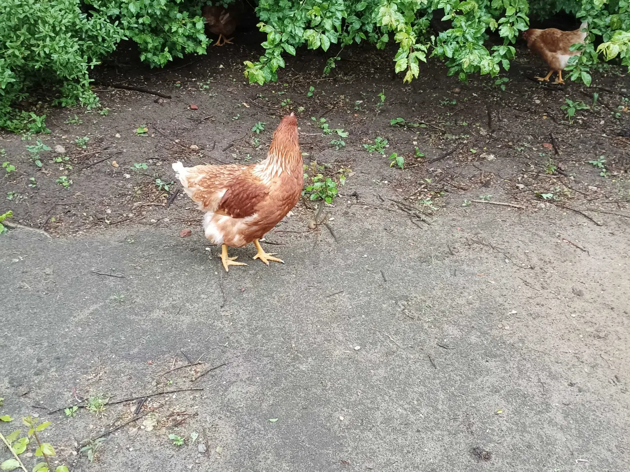 Billede 7 - Gode ægge lægger røde amerikaner