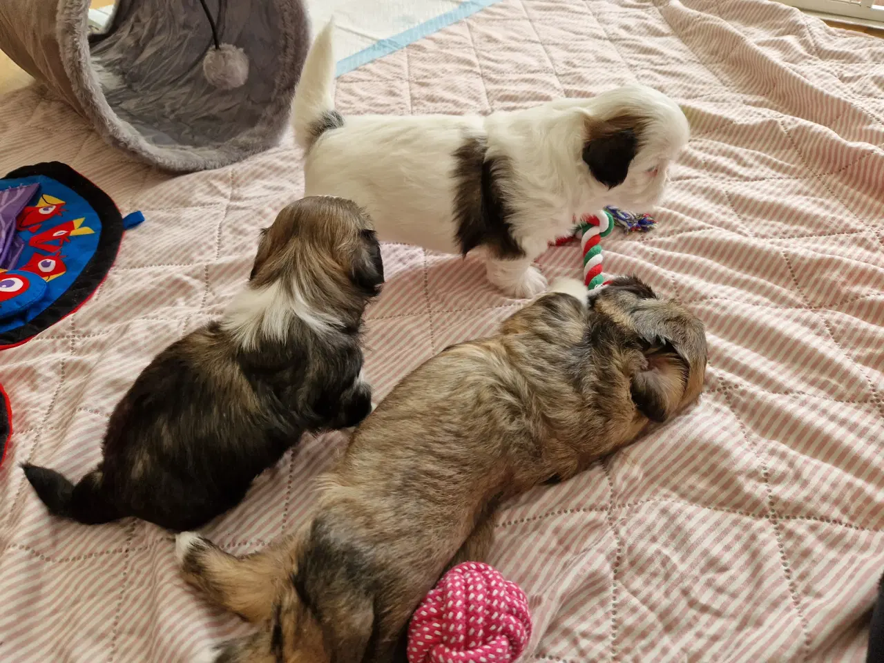 Billede 9 - Lhasa apso/ shih tzu blandingshvalpe 