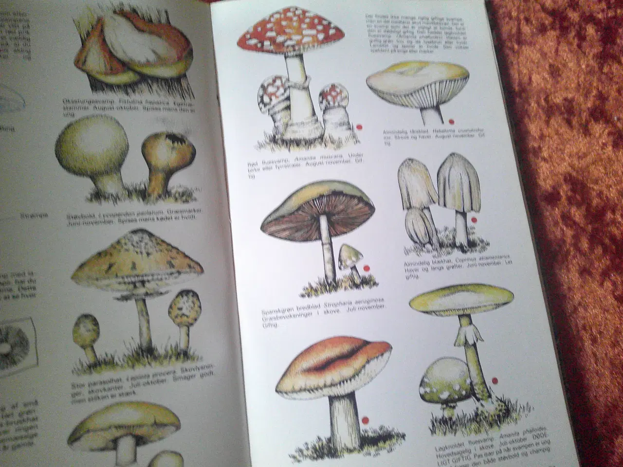 Billede 2 - De fire årstider i naturen, Richard Adams