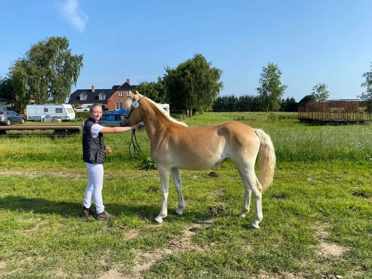 Billede 1 - Haflinger Hoppe