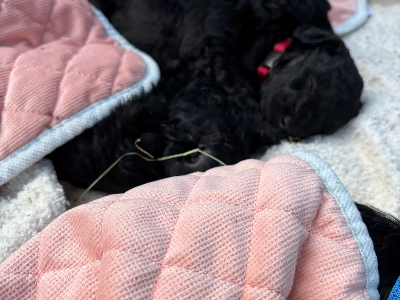Billede 13 - Goldendoodle