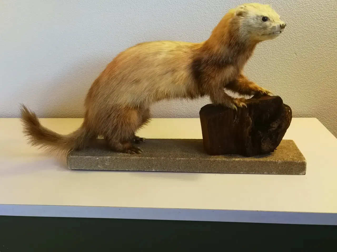 Billede 2 - Flot udstoppet ilder