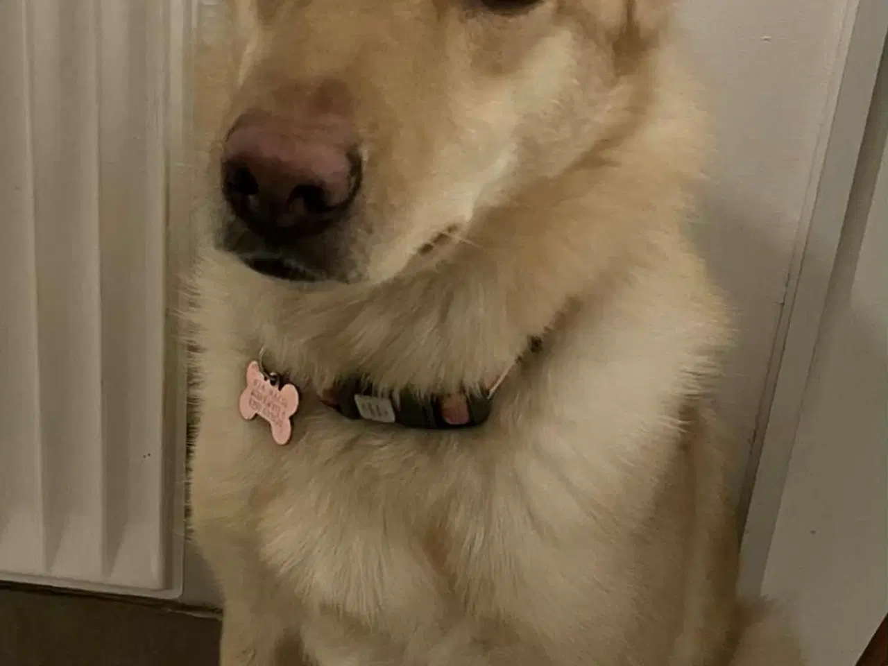 Billede 11 - Smukke Daisy søger familie