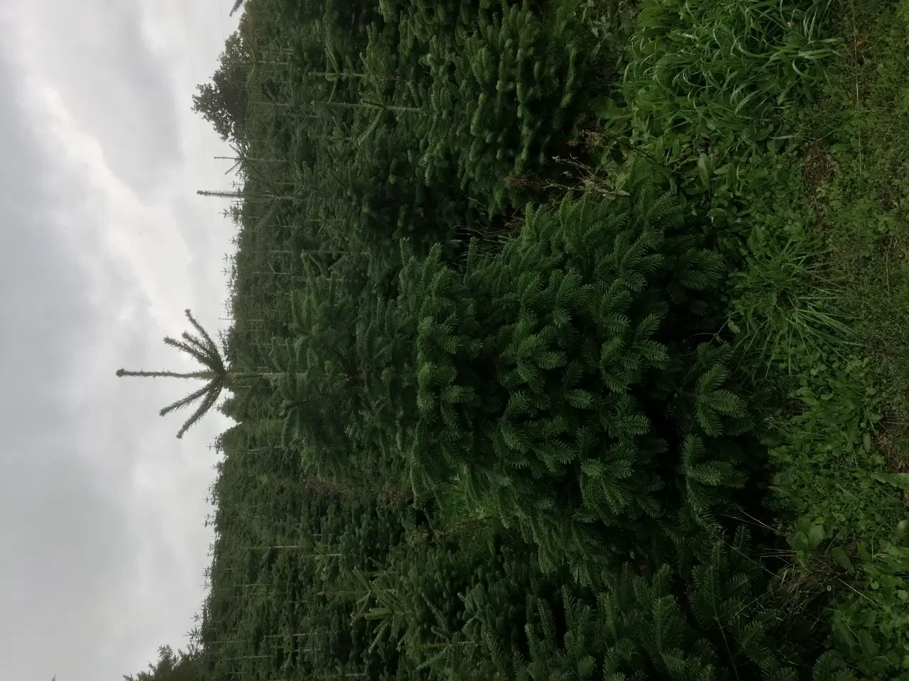 Billede 3 - Flotte Flotte Juletræer