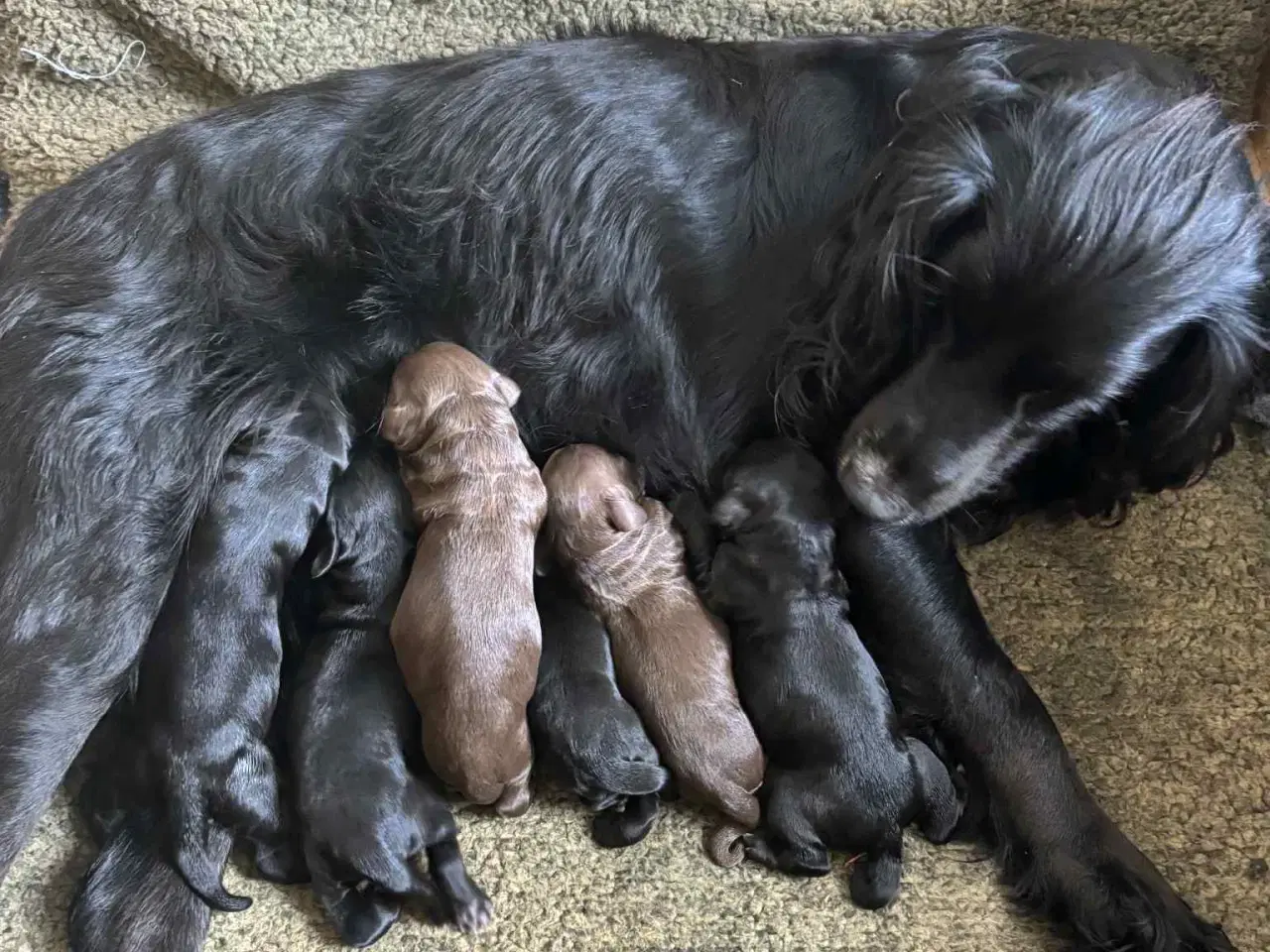 Billede 10 - Ft. Cockerspaniel hvalpe