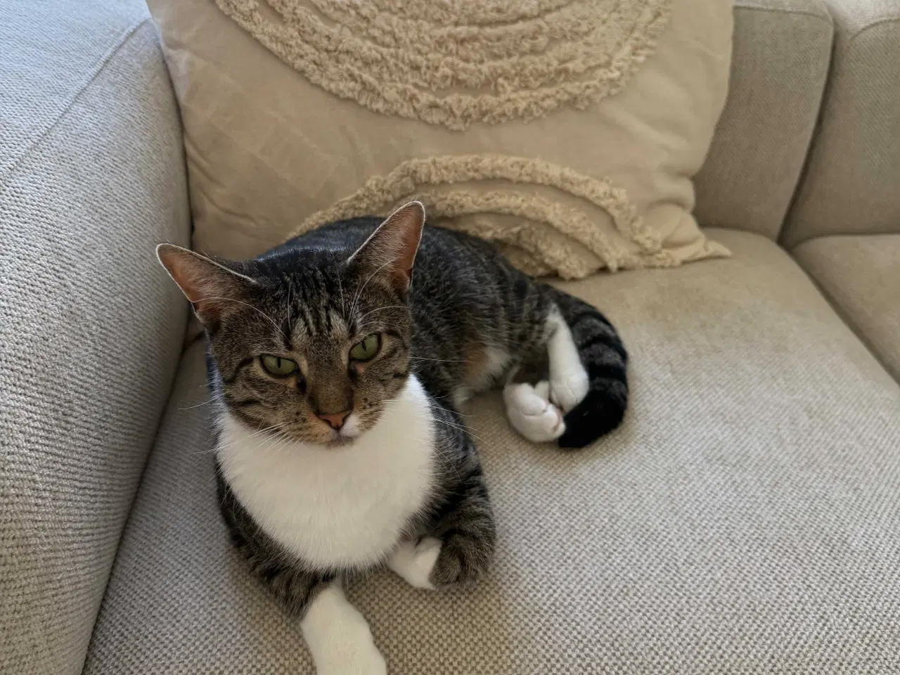 Billede 1 - Kat