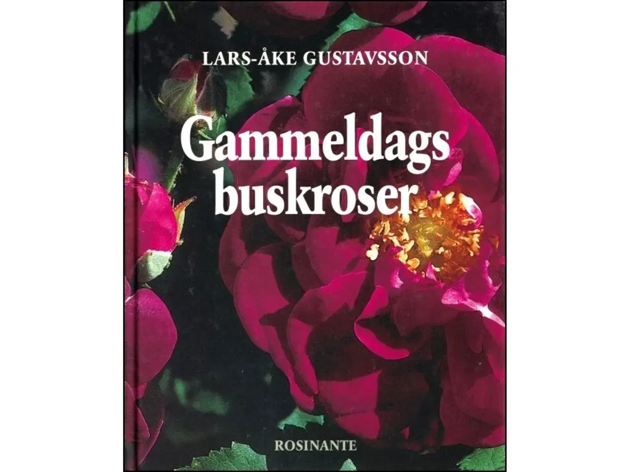 Billede 1 - Gammeldags Buskroser