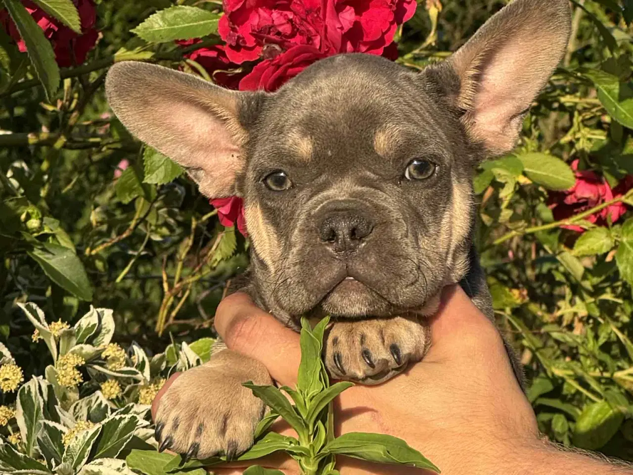Billede 8 - Franske bulldog hvalpe