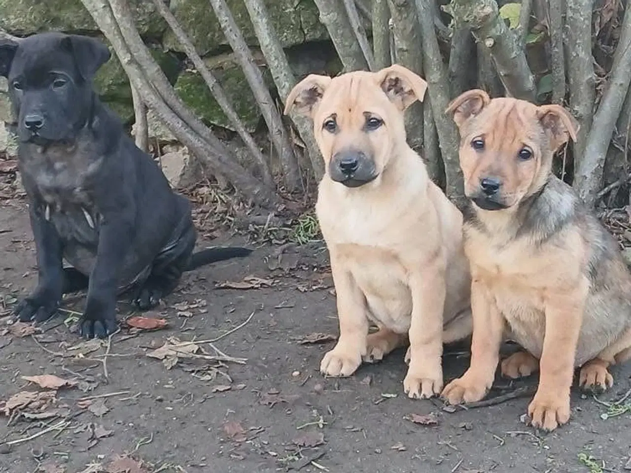 Billede 9 - Søde Dina leder efter sit 4-ever hjem 🏡💝