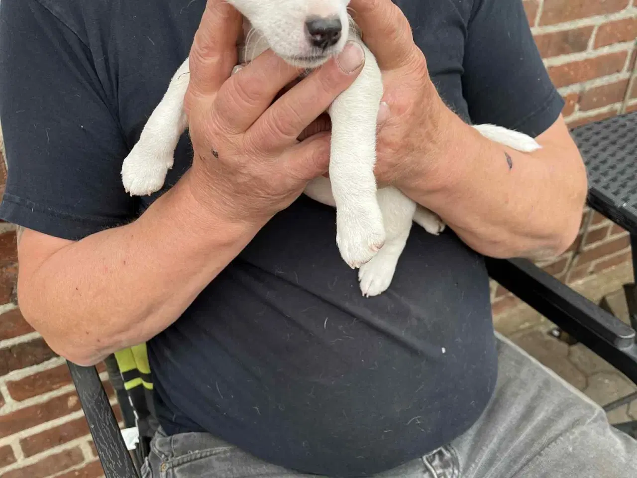 Billede 3 - Jack Russel Terrier Hvalpe